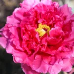 Пион Ху Ганг древовидный