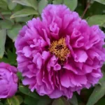 Пион Сияющий букет