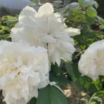 Пион белый снег на Камчатке