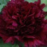 Пион Бао Гун Мянь на Камчатке