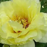 Пион древовидный Jin Huang купить на Камчатке