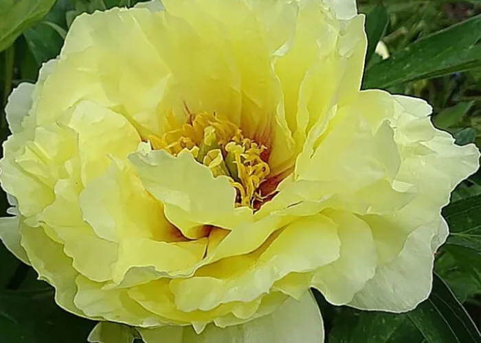 Пион древовидный Jin Huang купить на Камчатке