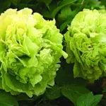 Пион древовидный зеленые бобы