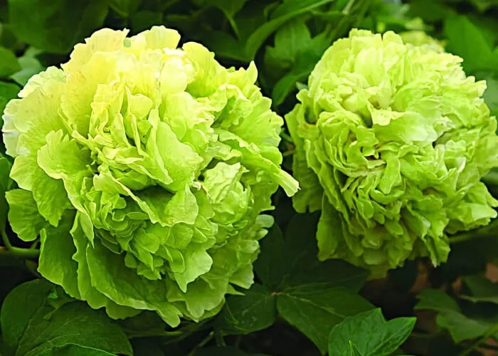 Пион древовидный зеленые бобы