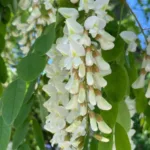 Акация обыкновенная фото