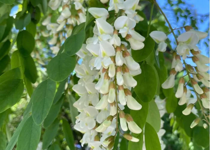 Акация обыкновенная фото