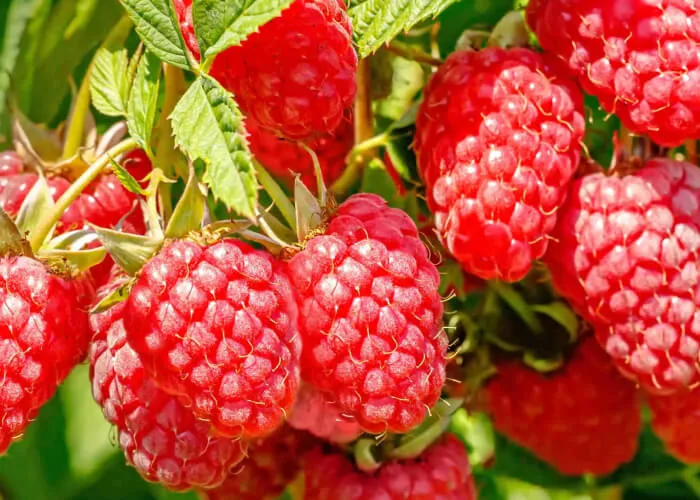 Малина Конёк-Горбунок фото на Камчатке