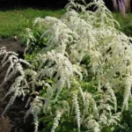 Астильба тунберга Профессор ван ден Вилен фото