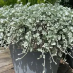 Дихондра серебристая фото