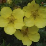 Лапчатка Элизабет на Камчатке