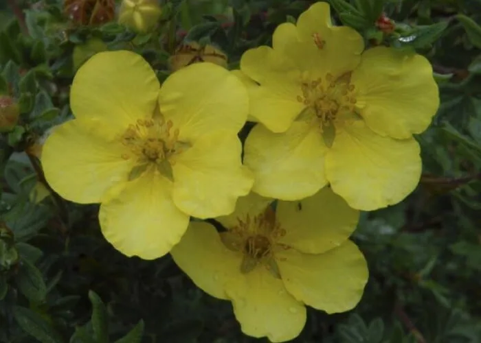 Лапчатка Элизабет на Камчатке