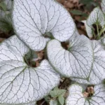 Бруннера Сильвер Хеарт фото