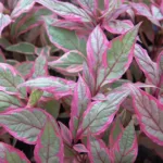 Дерен Миракл белый фото