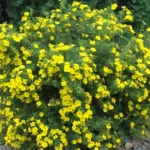 Лапчатка Голдфингер купить на Камчатке