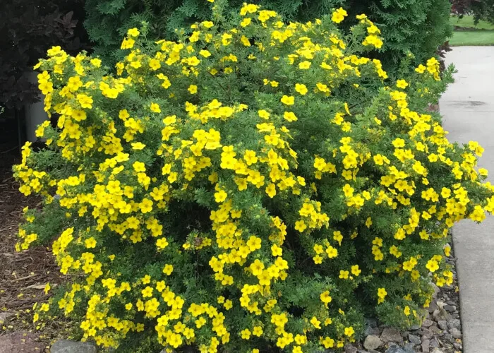 Лапчатка Голдфингер купить на Камчатке