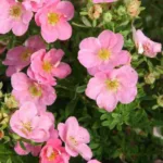 Лапчатка Пинк Квин купить на Камчатке