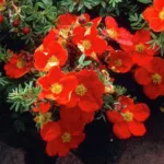 Лапчатка Ред Айс купить саженцы на Камчатке