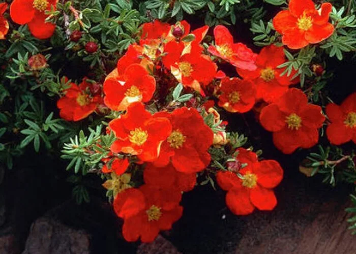 Лапчатка Ред Айс купить саженцы на Камчатке