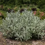 Ива Айсберг Аллей фото