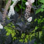 Клопогон Хиллсайд Блэк Бьюти фото