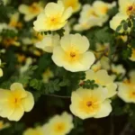 Лапчатка Примроуз Бьюти купить на Камчатке