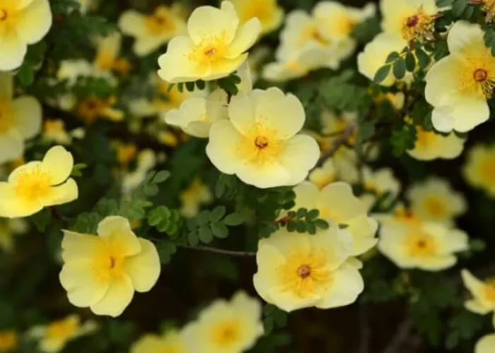 Лапчатка Примроуз Бьюти купить на Камчатке