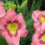 Лилейник Олвэйс Автенун