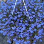 Лобелия вегетативная в ассортименте