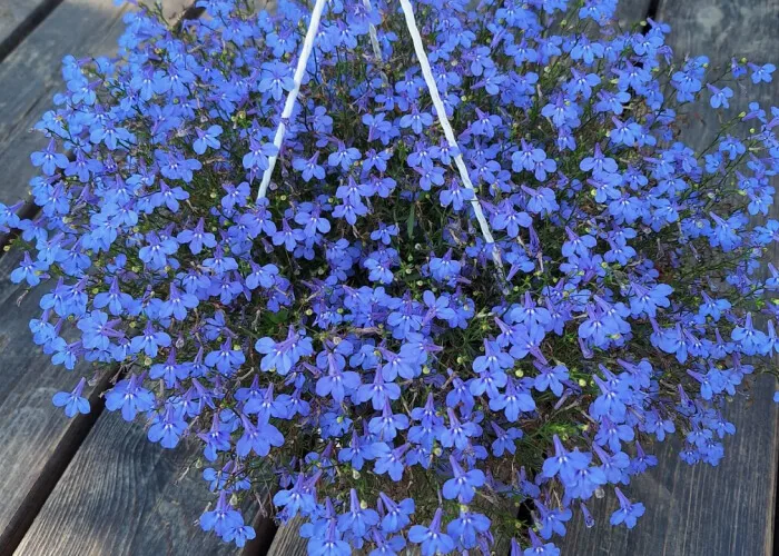 Лобелия вегетативная в ассортименте