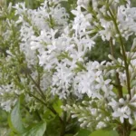 Сирень Волосистая ауреа на Камчатке