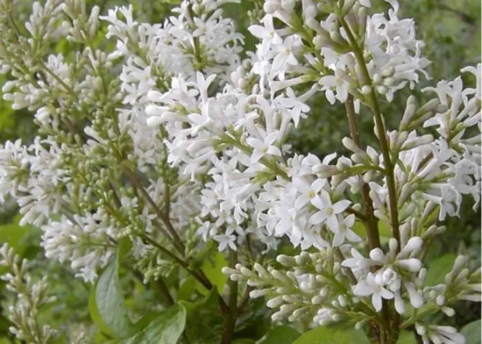 Сирень Волосистая ауреа на Камчатке