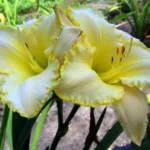 Лилейник Близард Бей фото