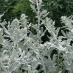 Полынь Стеллера фото