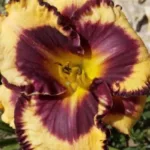 Лилейник Блюберри Крим