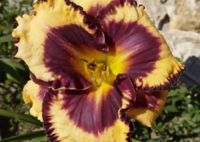 Лилейник Блюберри Крим