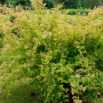 Стефанандра Танаки на Камчатке