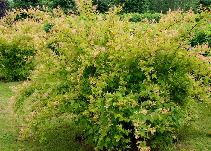 Стефанандра Танаки на Камчатке