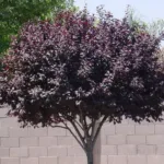 Черемуха виргинская Шуберт на Камчатке