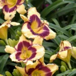 Лилейник Калико Джэк на Камчатке