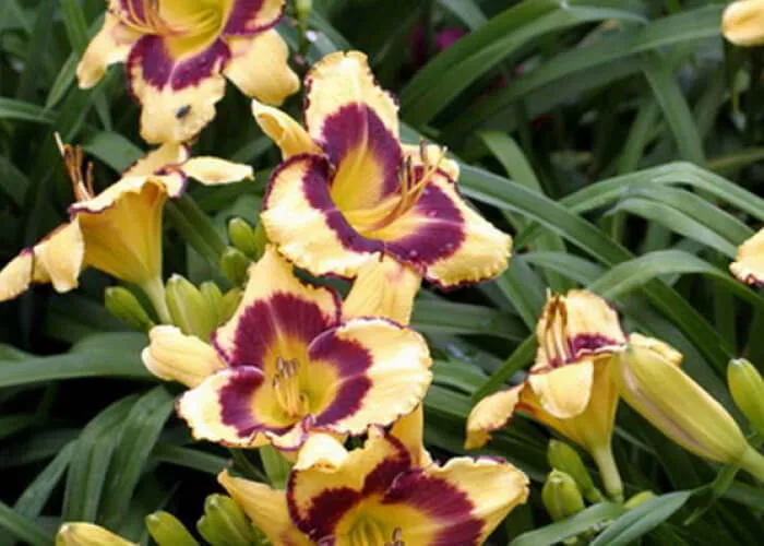 Лилейник Калико Джэк на Камчатке