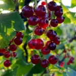 Смородина красная Виксне фото