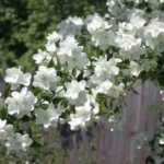 Чубушник Зоя Космодемьянская фото