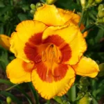 Лилейник Фулд Ми на Камчатке