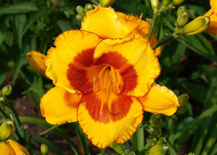 Лилейник Фулд Ми на Камчатке