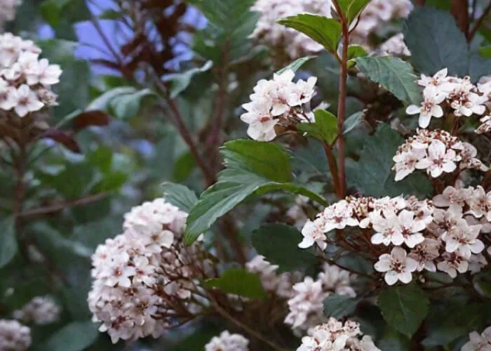 Пузыреплодник Литл Джокер