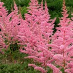 Астильба Каттлея на Камчатке