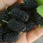 Шелковица черная Джерарди Дварф фото