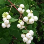 Снежноягодник белый - саженцы на Камчатке