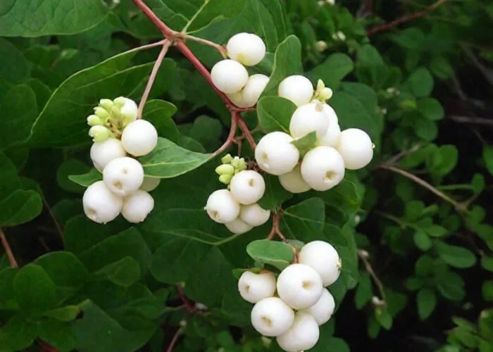 Снежноягодник белый - саженцы на Камчатке