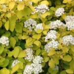 Спирея Тор Голд купить на Камчатке